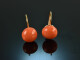 Around 1900! Fine coral bouton earrings gold 585