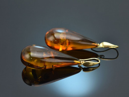Big Amber! Large amber drop earrings gold-plated silver 925