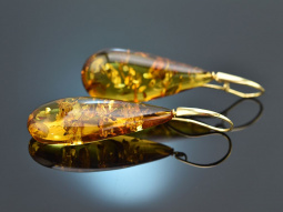 Big Amber! Large amber drop earrings gold-plated silver