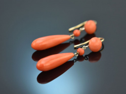 Austria around 1880! Large Sardegna coral earrings in 750...